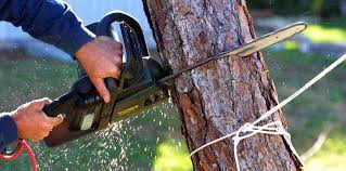 Best Fruit Tree Pruning  in Beckett, NJ